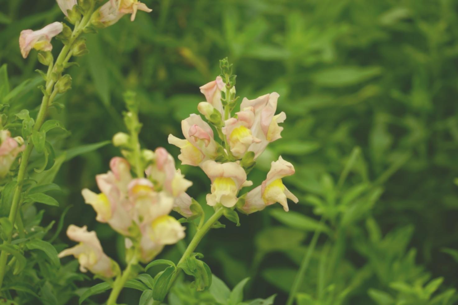 Toplantı odası bitki yerleşimi örnek uygulama